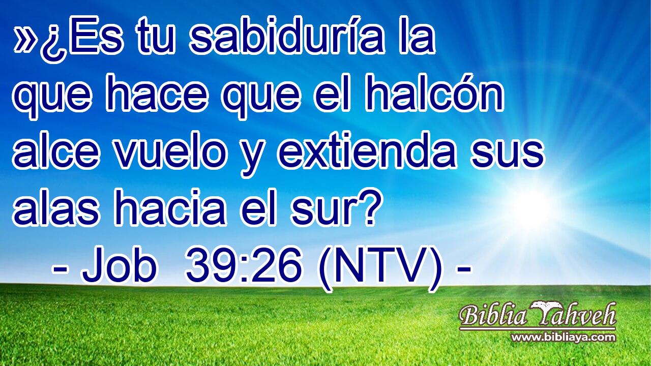 »¿Es tu sabiduría la que hace que el halcón alce vuelo y extienda sus alas hacia el sur?