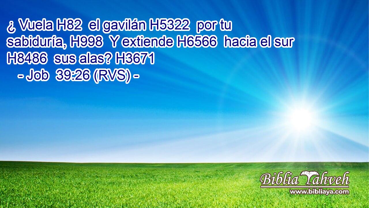 ¿ Vuela H82  el gavilán H5322  por tu sabiduría, H998  Y extiende H6566  hacia el sur H8486  sus alas? H3671  