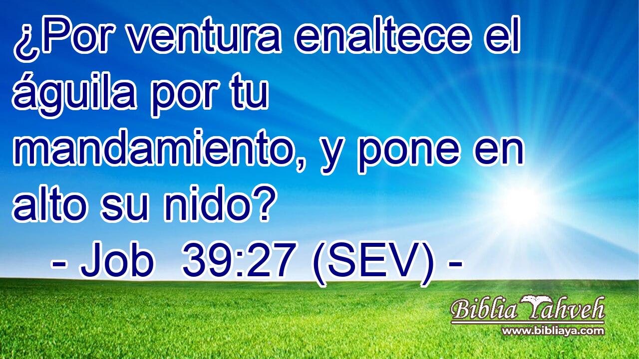 ¿Por ventura enaltece el águila por tu mandamiento, y pone en alto su nido?