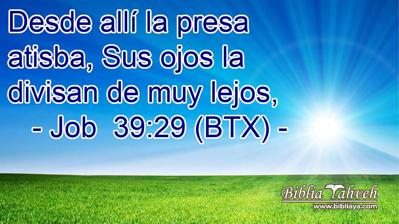 Desde allí la presa atisba, Sus ojos la divisan de muy lejos,