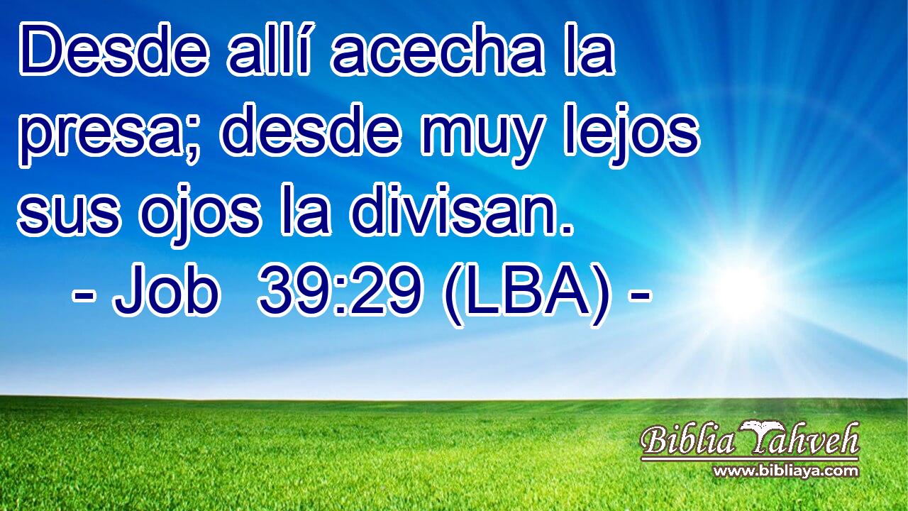 Desde allí acecha la presa; desde muy lejos sus ojos la divisan.