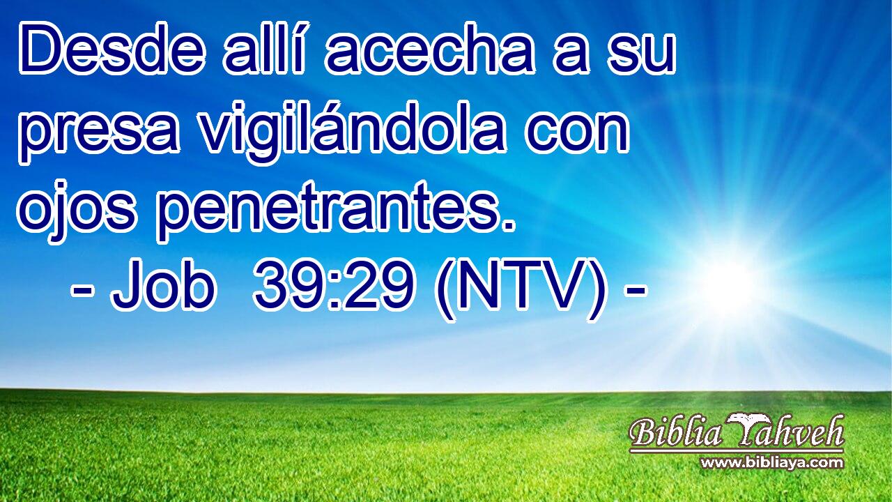Desde allí acecha a su presa vigilándola con ojos penetrantes.
