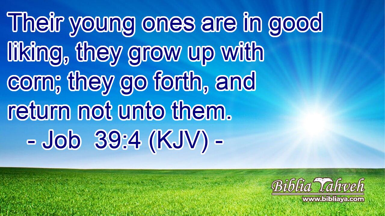 Their young ones are in good liking, they grow up with corn; they go forth, and return not unto them.