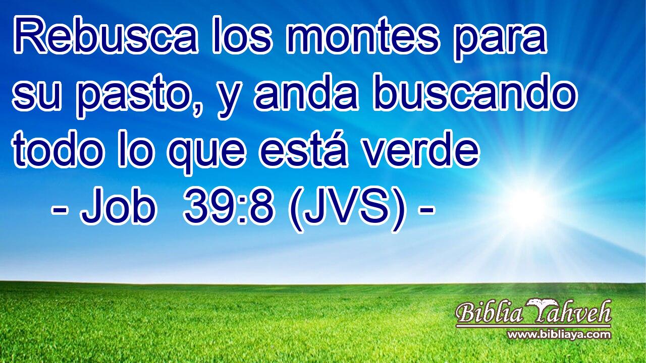 Rebusca los montes para su pasto, y anda buscando todo lo que está verde