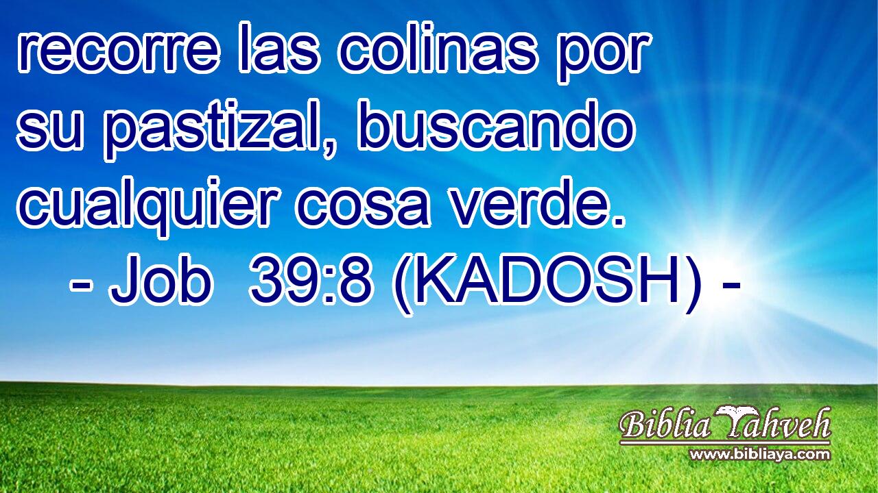  recorre las colinas por su pastizal, buscando cualquier cosa verde. 