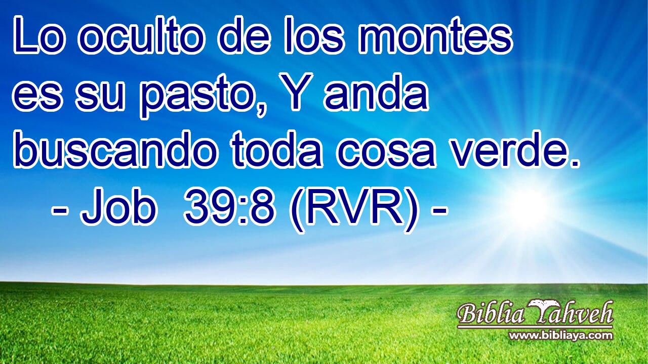 Lo oculto de los montes es su pasto, Y anda buscando toda cosa verde.