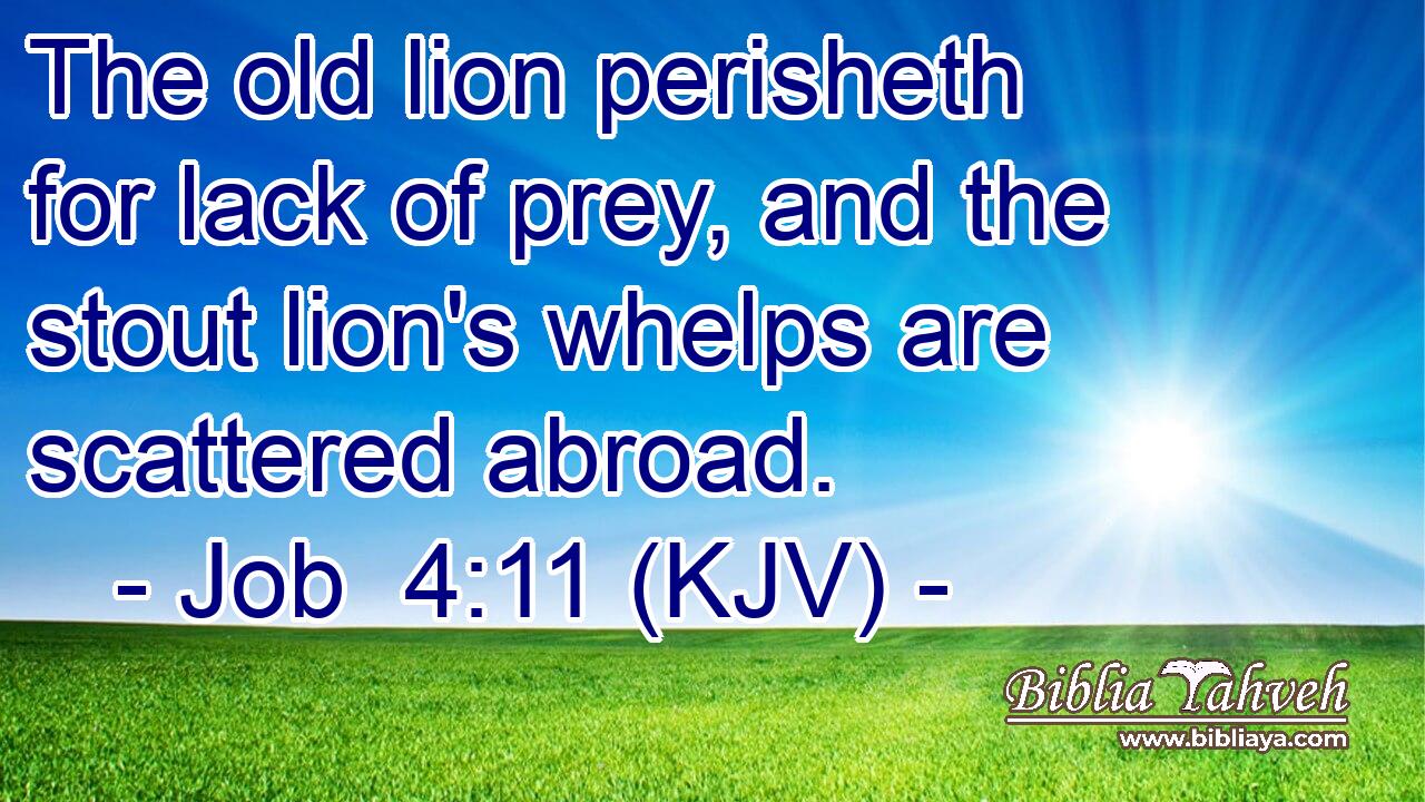 The old lion perisheth for lack of prey, and the stout lion's whelps are scattered abroad.