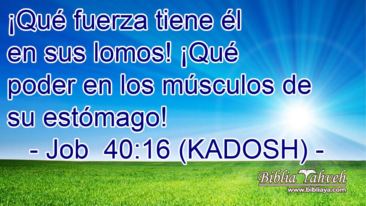  ¡Qué fuerza tiene él en sus lomos! ¡Qué poder en los músculos de su estómago! 