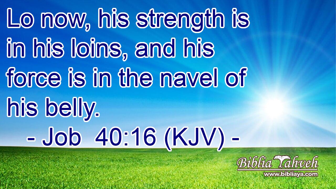 Lo now, his strength is in his loins, and his force is in the navel of his belly.
