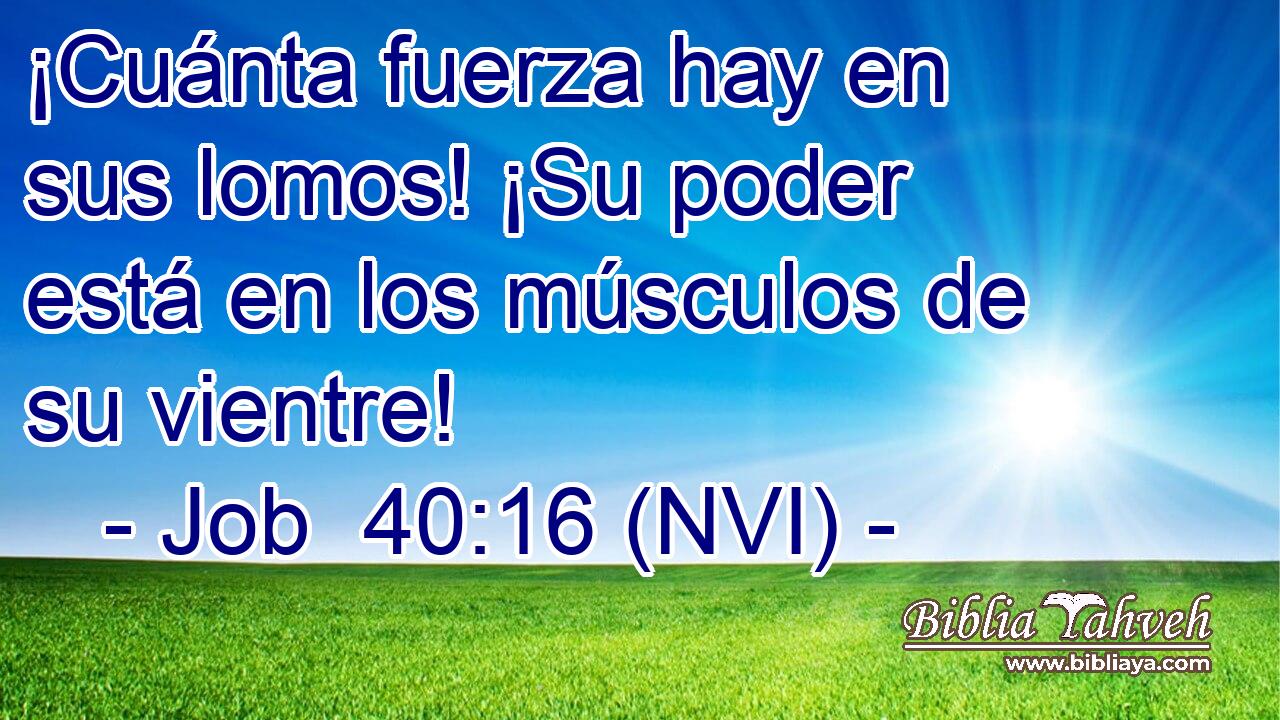  ¡Cuánta fuerza hay en sus lomos! ¡Su poder está en los músculos de su vientre! 