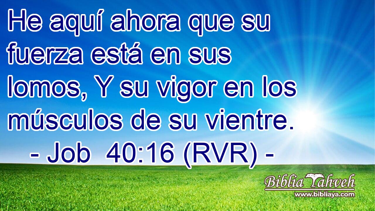 He aquí ahora que su fuerza está en sus lomos, Y su vigor en los músculos de su vientre.
