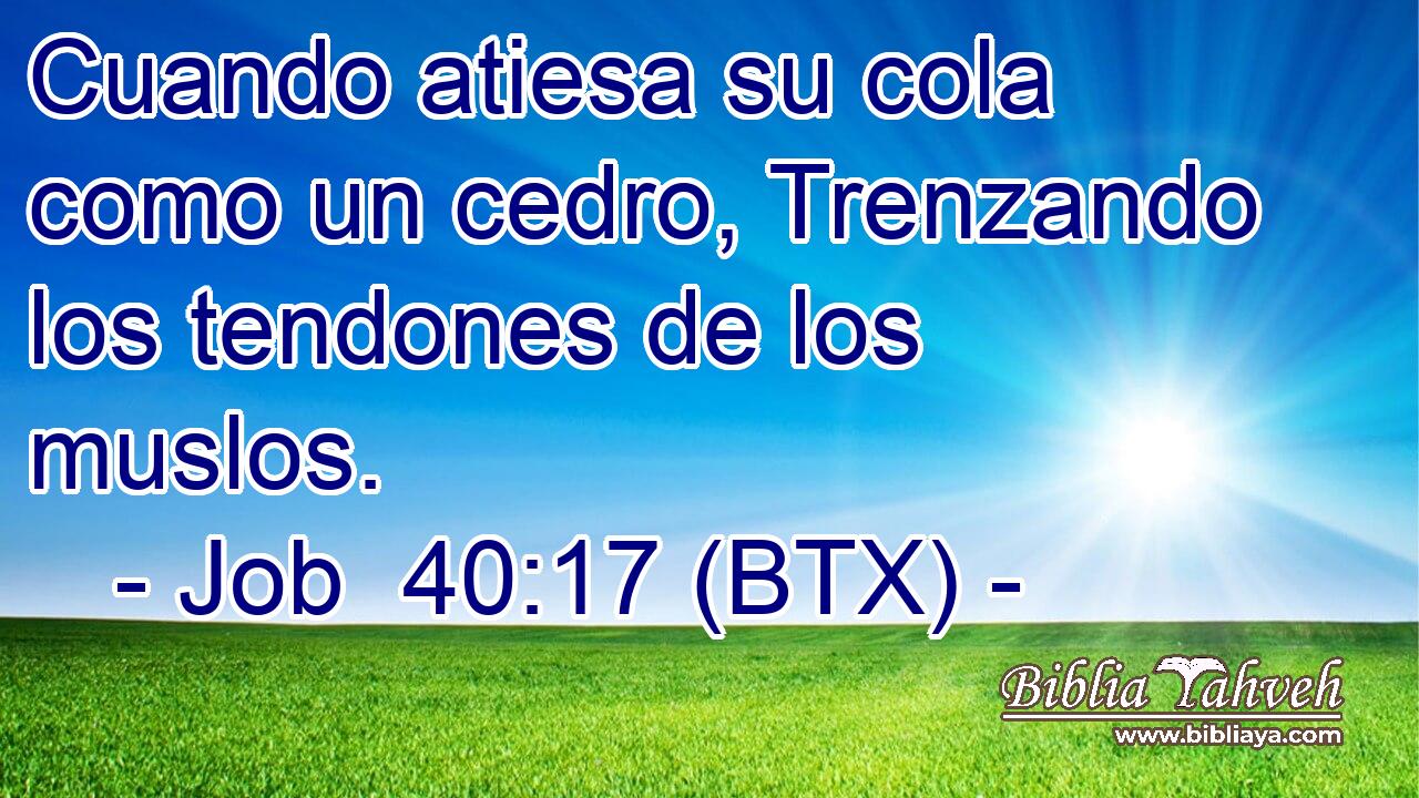 Cuando atiesa su cola como un cedro, Trenzando los tendones de los muslos.