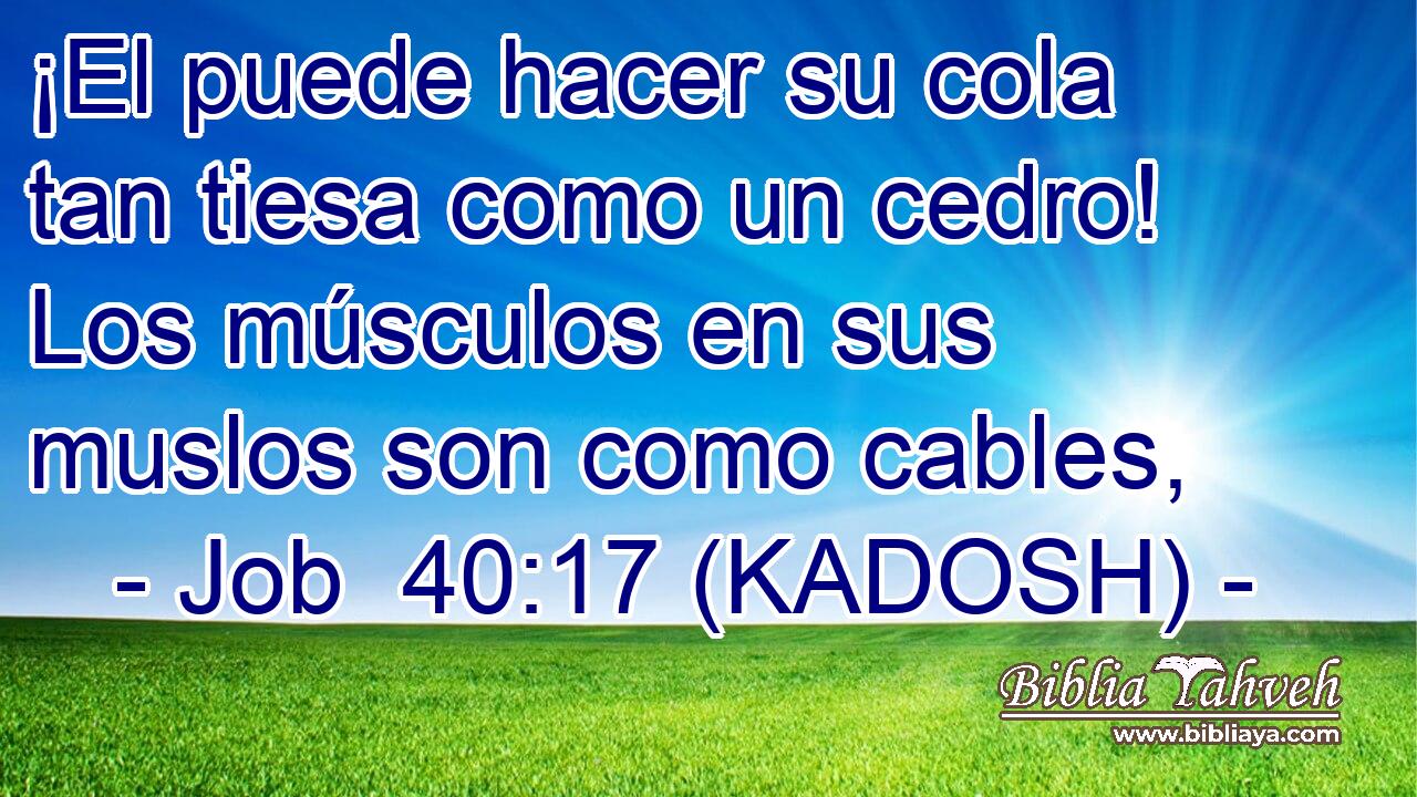  ¡El puede hacer su cola tan tiesa como un cedro! Los músculos en sus muslos son como cables, 