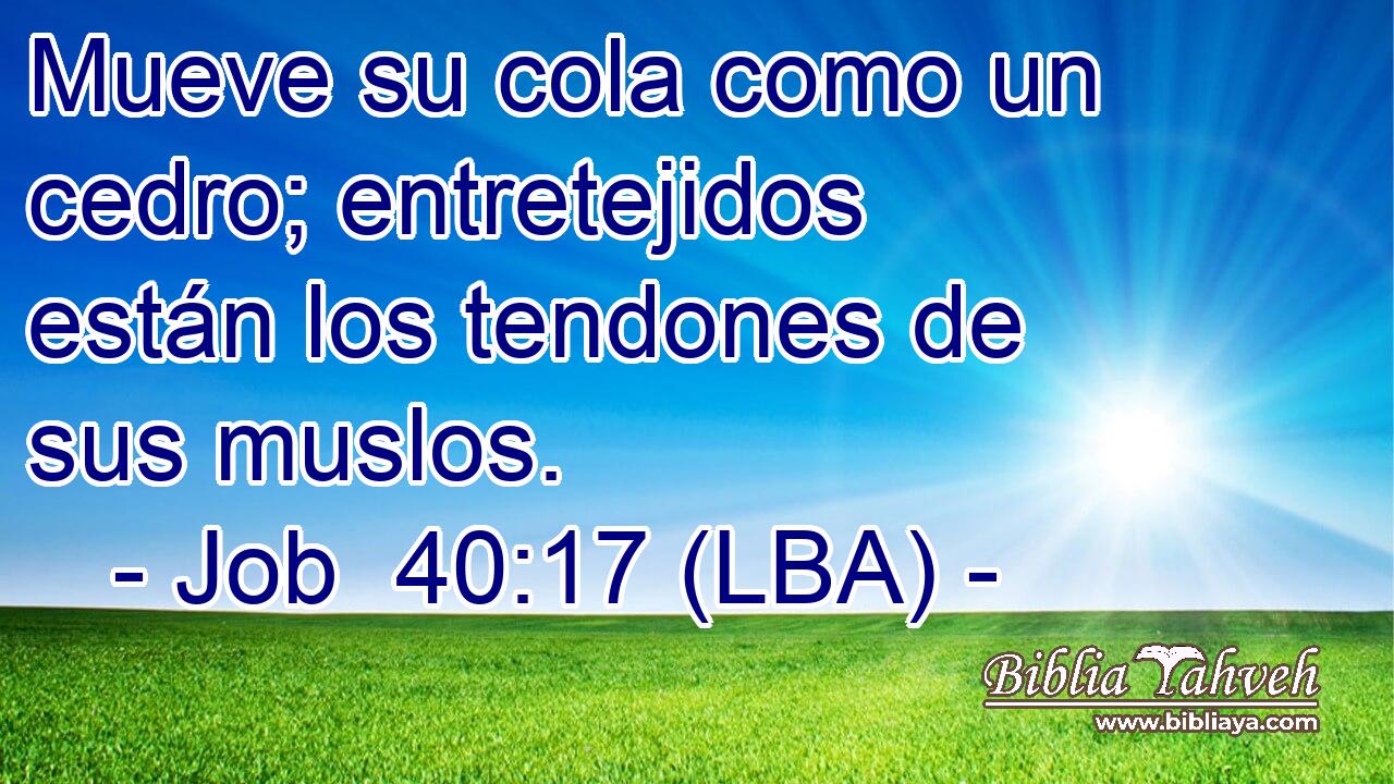 Mueve su cola como un cedro; entretejidos están los tendones de sus muslos.