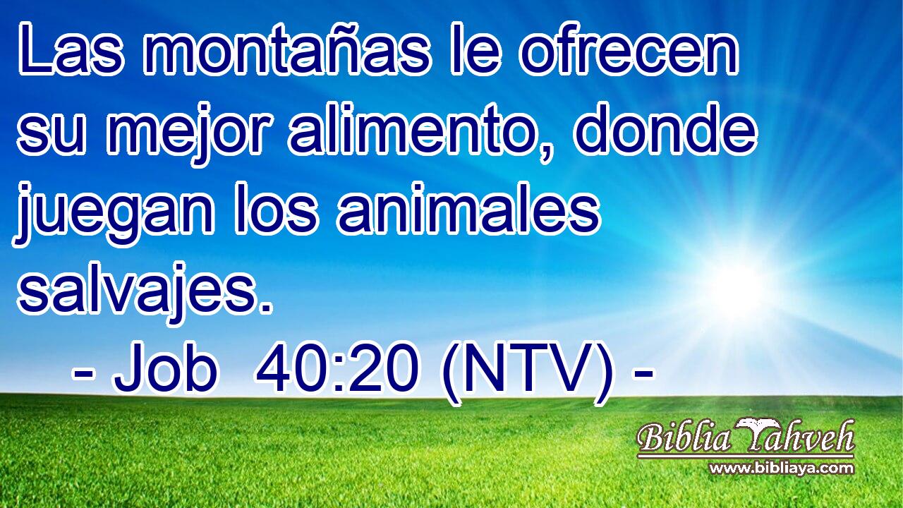 Las montañas le ofrecen su mejor alimento, donde juegan los animales salvajes.