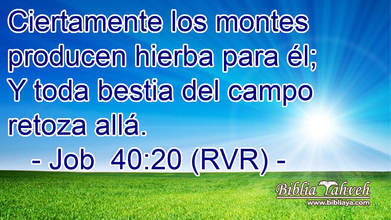Ciertamente los montes producen hierba para él; Y toda bestia del campo retoza allá.