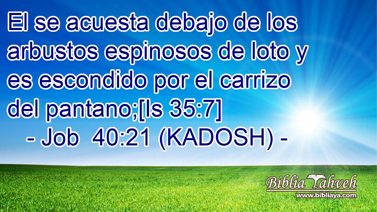  El se acuesta debajo de los arbustos espinosos de loto y es escondido por el carrizo del pantano;[Is 35:7] 
