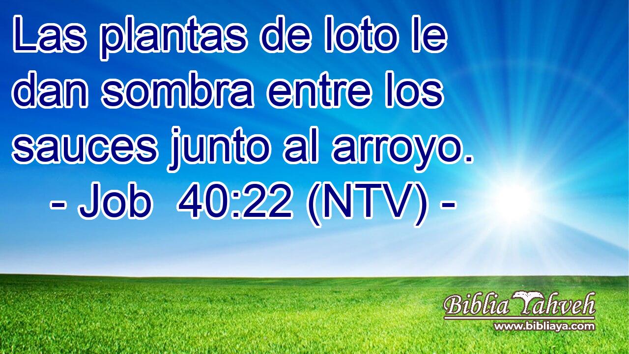 Las plantas de loto le dan sombra entre los sauces junto al arroyo.