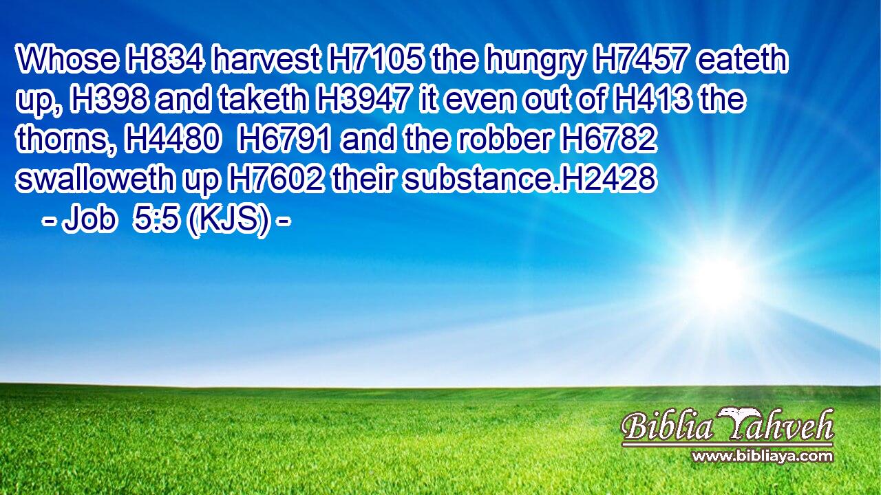 Whose H834 harvest H7105 the hungry H7457 eateth up, H398 and taketh H3947 it even out of H413 the thorns, H4480  H6791 and the robber H6782 swalloweth up H7602 their substance.H2428