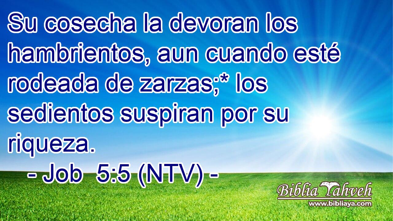 Su cosecha la devoran los hambrientos, aun cuando esté rodeada de zarzas;* los sedientos suspiran por su riqueza.