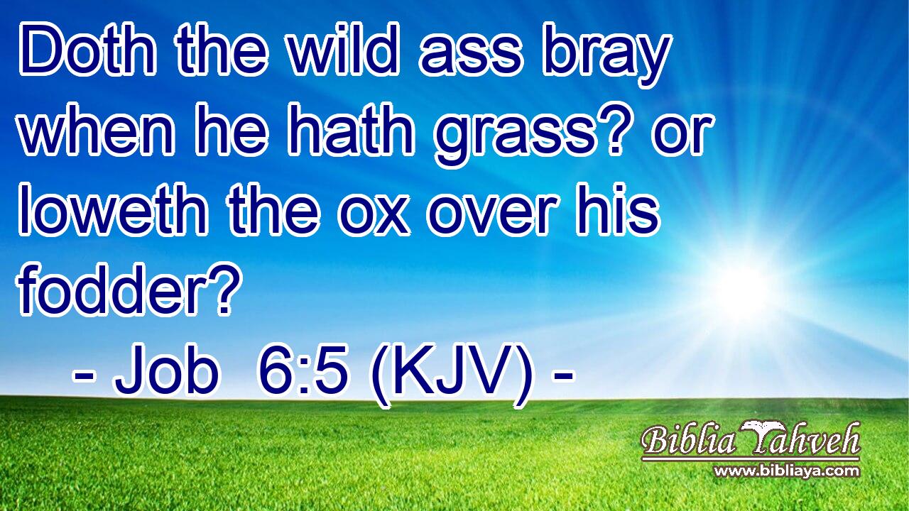 Doth the wild ass bray when he hath grass? or loweth the ox over his fodder?