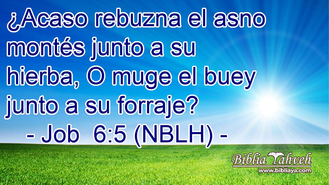  ¿Acaso rebuzna el asno montés junto a su hierba, O muge el buey junto a su forraje? 