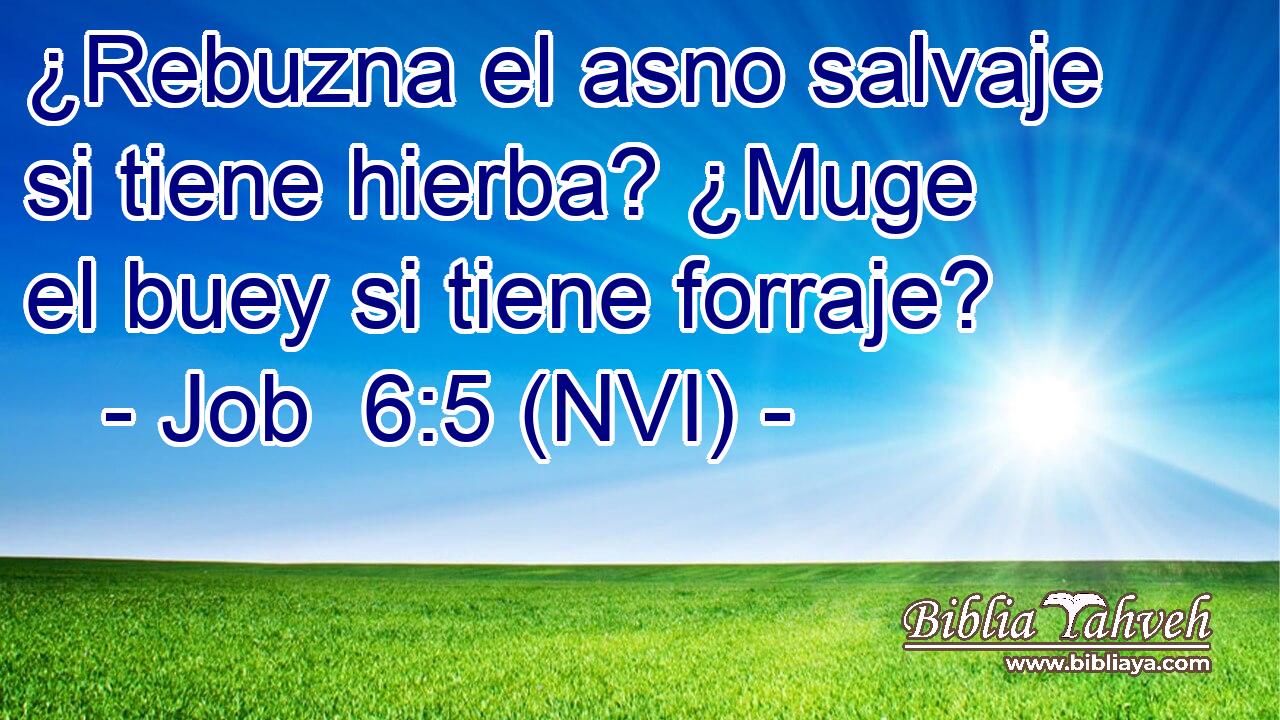  ¿Rebuzna el asno salvaje si tiene hierba? ¿Muge el buey si tiene forraje? 
