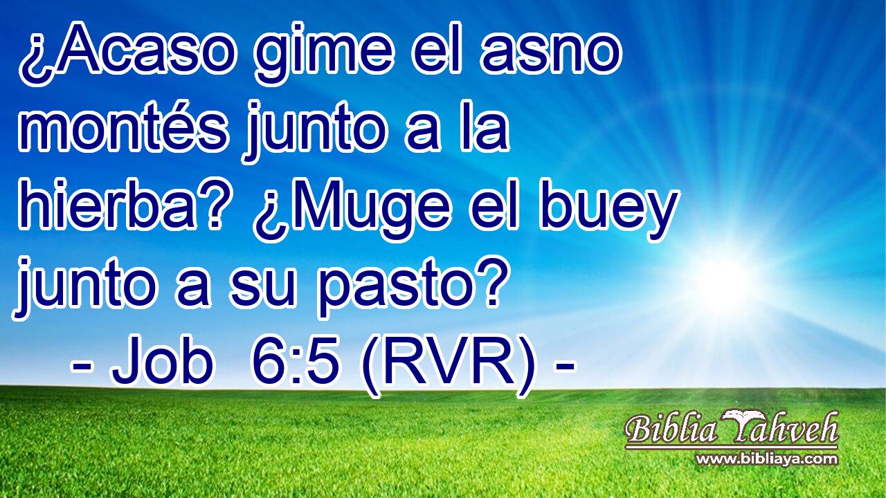 ¿Acaso gime el asno montés junto a la hierba? ¿Muge el buey junto a su pasto?