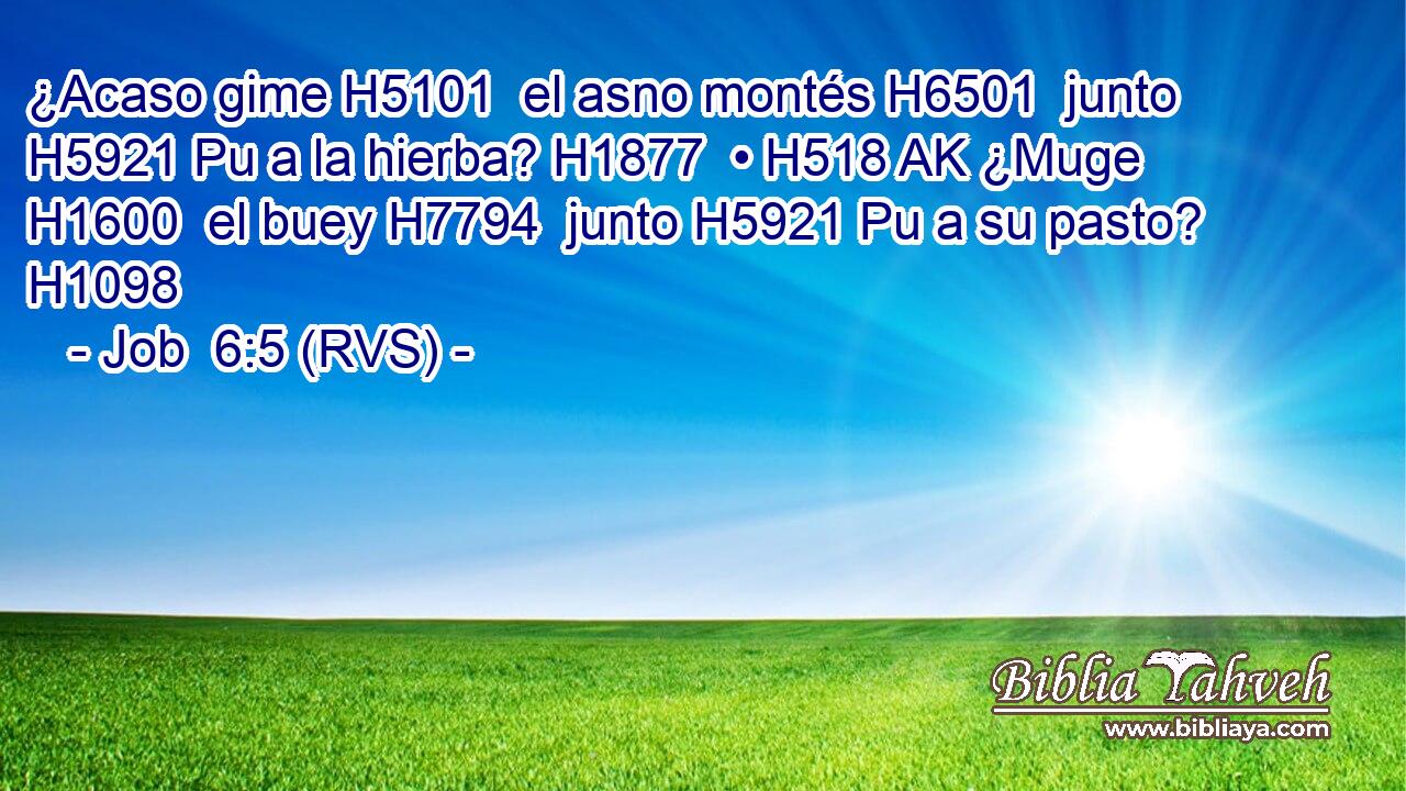¿Acaso gime H5101  el asno montés H6501  junto H5921 Pu a la hierba? H1877  • H518 AK ¿Muge H1600  el buey H7794  junto H5921 Pu a su pasto? H1098  