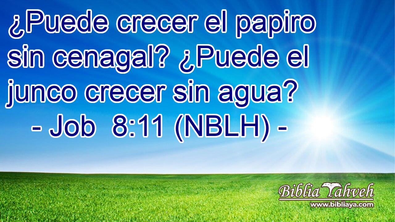  ¿Puede crecer el papiro sin cenagal? ¿Puede el junco crecer sin agua? 