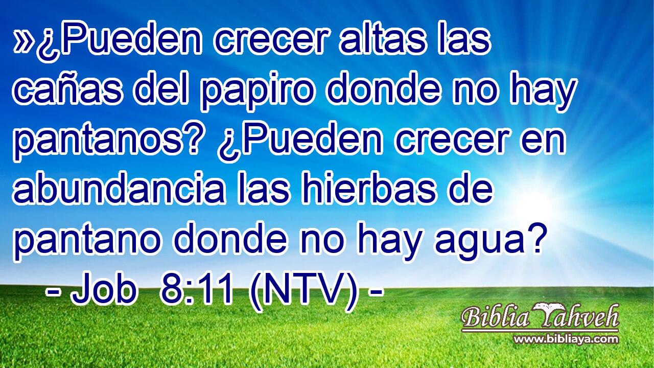 »¿Pueden crecer altas las cañas del papiro donde no hay pantanos? ¿Pueden crecer en abundancia las hierbas de pantano donde no hay agua?