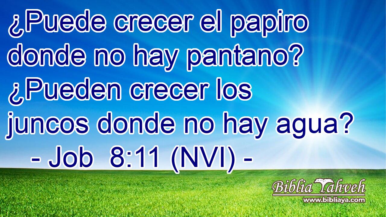  ¿Puede crecer el papiro donde no hay pantano? ¿Pueden crecer los juncos donde no hay agua? 