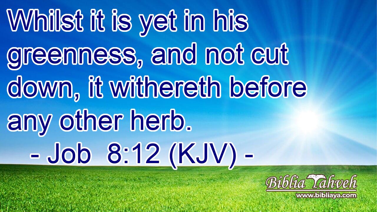 Whilst it is yet in his greenness, and not cut down, it withereth before any other herb.