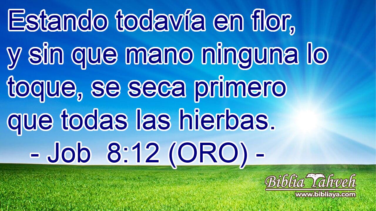  Estando todavía en flor, y sin que mano ninguna lo toque, se seca primero que todas las hierbas. 