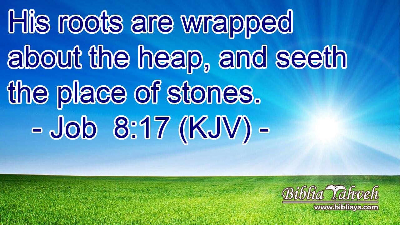 His roots are wrapped about the heap, and seeth the place of stones.