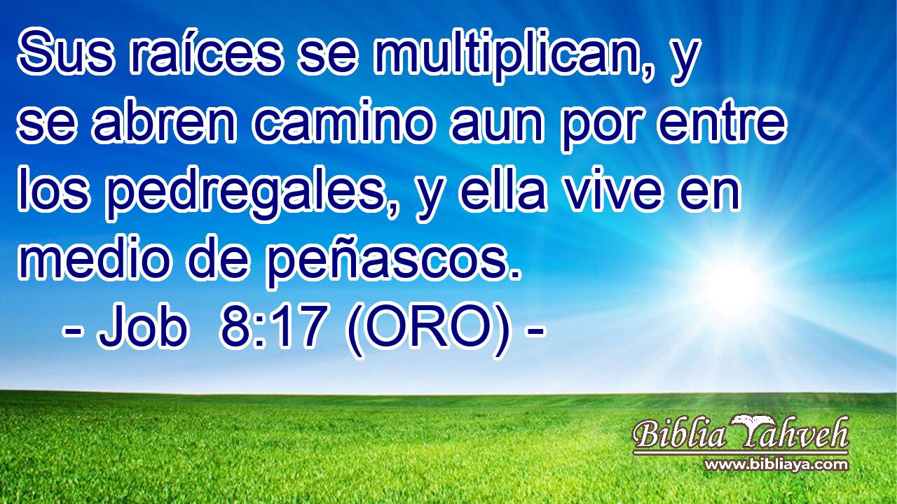  Sus raíces se multiplican, y se abren camino aun por entre los pedregales, y ella vive en medio de peñascos. 