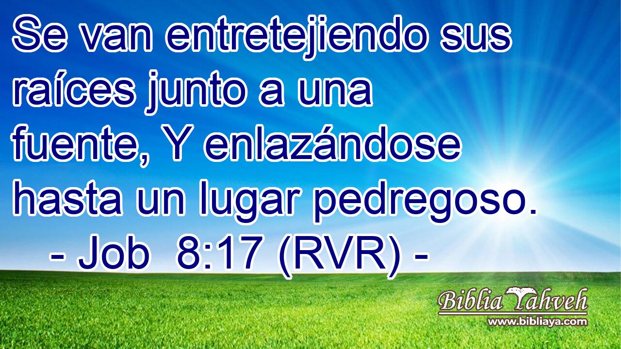Se van entretejiendo sus raíces junto a una fuente, Y enlazándose hasta un lugar pedregoso.