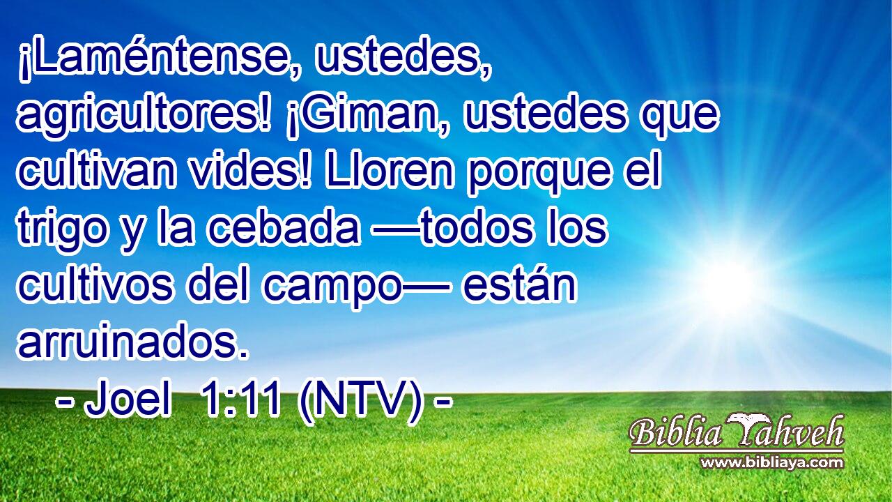 ¡Laméntense, ustedes, agricultores! ¡Giman, ustedes que cultivan vides! Lloren porque el trigo y la cebada —todos los cultivos del campo— están arruinados.