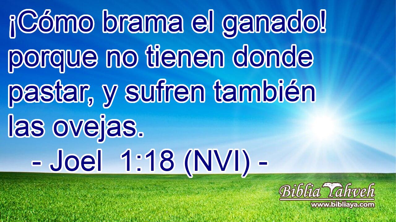  ¡Cómo brama el ganado! porque no tienen donde pastar, y sufren también las ovejas. 
