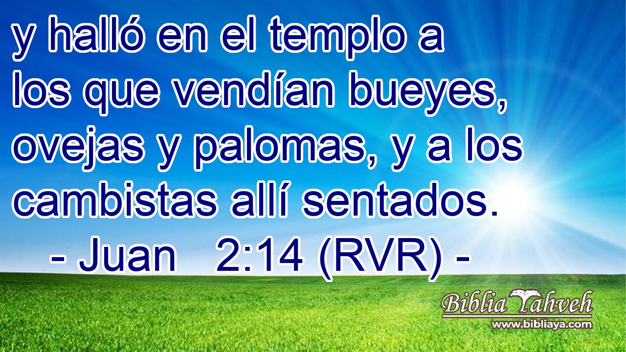 y halló en el templo a los que vendían bueyes, ovejas y palomas, y a los cambistas allí sentados.