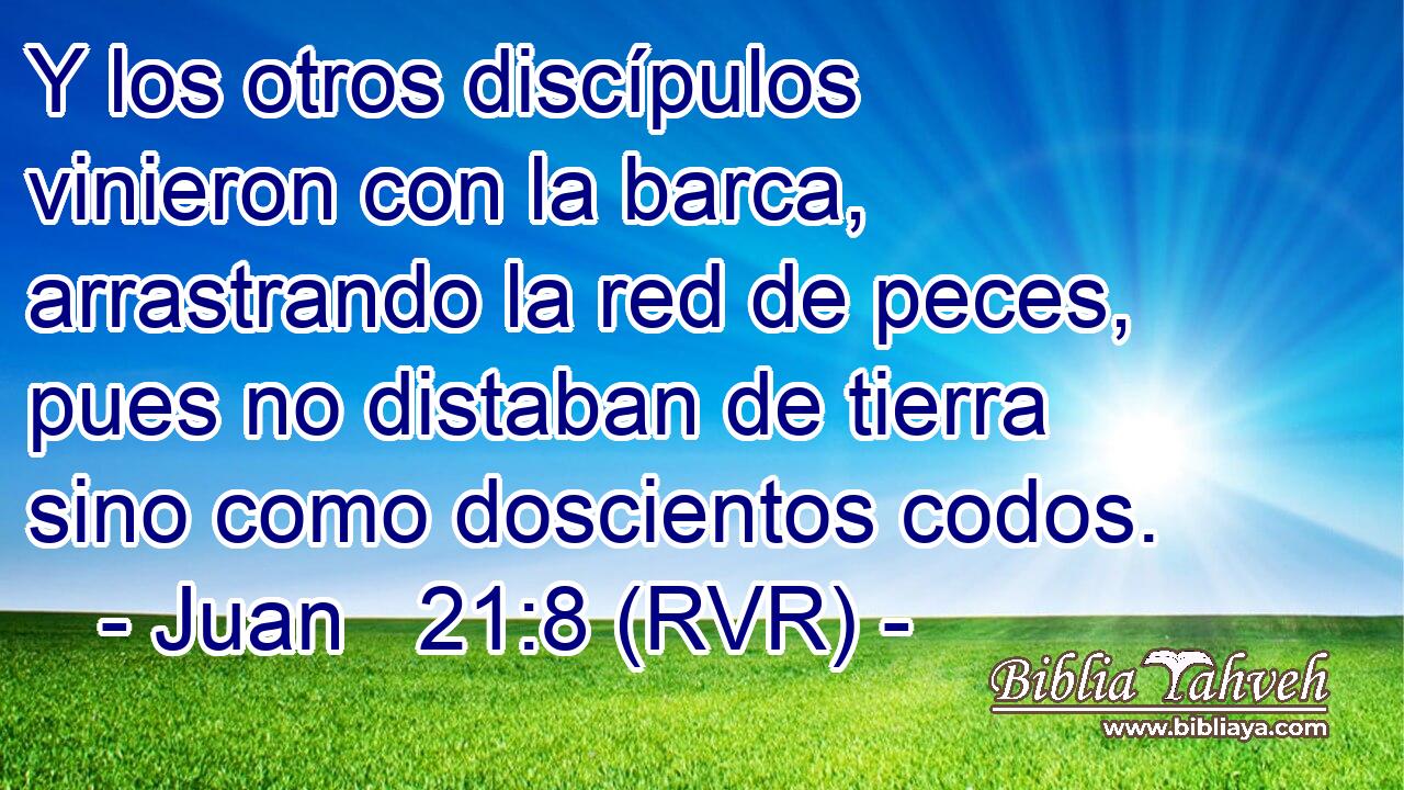 Y los otros discípulos vinieron con la barca, arrastrando la red de peces, pues no distaban de tierra sino como doscientos codos.