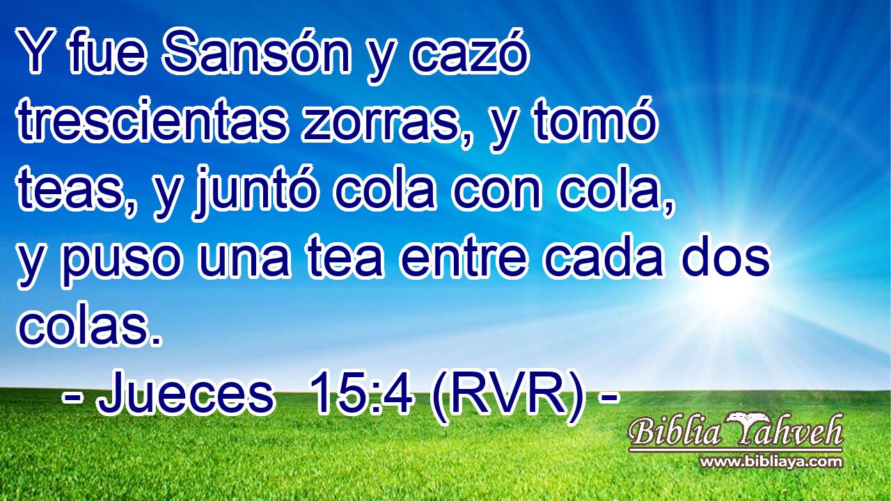 Y fue Sansón y cazó trescientas zorras, y tomó teas, y juntó cola con cola, y puso una tea entre cada dos colas.