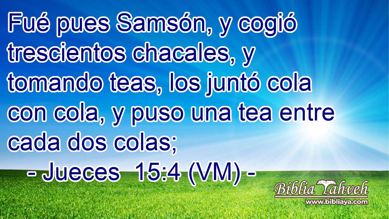  Fué pues Samsón, y cogió trescientos chacales, y tomando teas, los juntó cola con cola, y puso una tea entre cada dos colas; 
