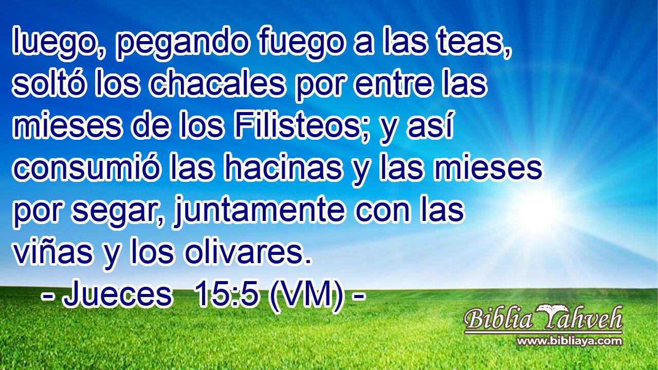  luego, pegando fuego a las teas, soltó los chacales por entre las mieses de los Filisteos; y así consumió las hacinas y las mieses por segar, juntamente con las viñas y los olivares. 