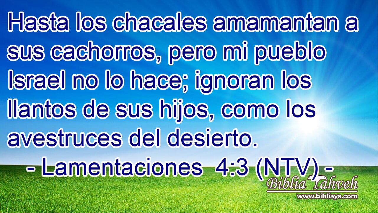 Hasta los chacales amamantan a sus cachorros, pero mi pueblo Israel no lo hace; ignoran los llantos de sus hijos, como los avestruces del desierto.