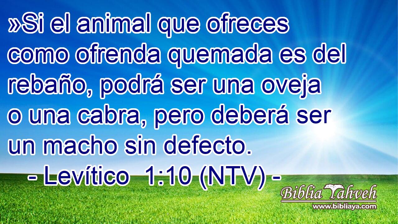 »Si el animal que ofreces como ofrenda quemada es del rebaño, podrá ser una oveja o una cabra, pero deberá ser un macho sin defecto.