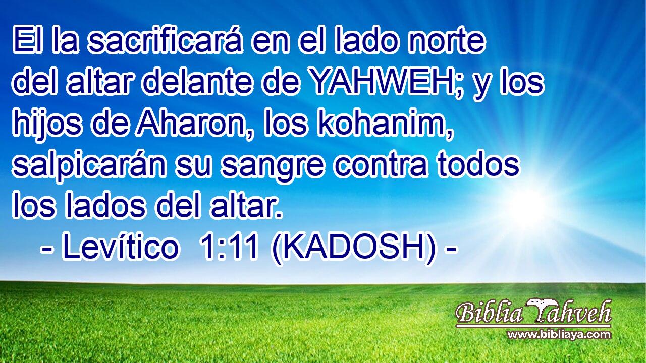  El la sacrificará en el lado norte del altar delante de YAHWEH; y los hijos de Aharon, los kohanim, salpicarán su sangre contra todos los lados del altar. 
