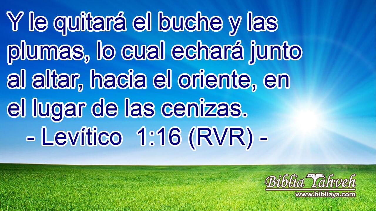 Y le quitará el buche y las plumas, lo cual echará junto al altar, hacia el oriente, en el lugar de las cenizas.