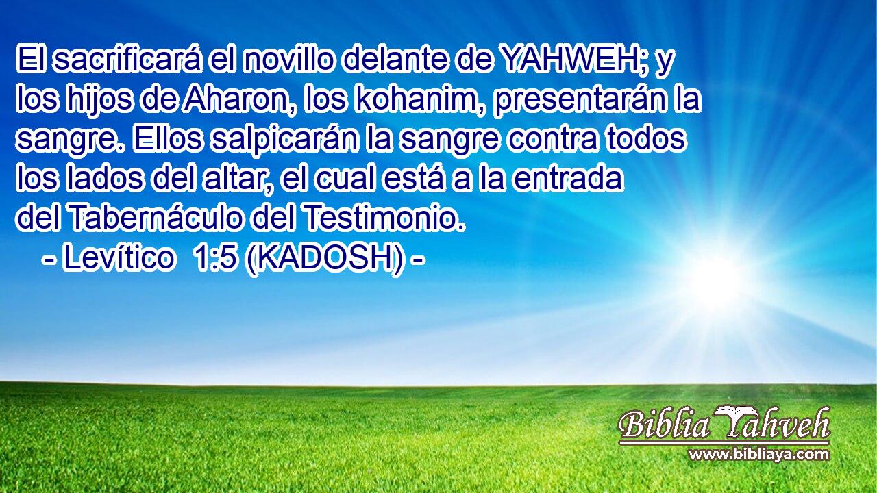  El sacrificará el novillo delante de YAHWEH; y los hijos de Aharon, los kohanim, presentarán la sangre. Ellos salpicarán la sangre contra todos los lados del altar, el cual está a la entrada del Tabernáculo del Testimonio. 