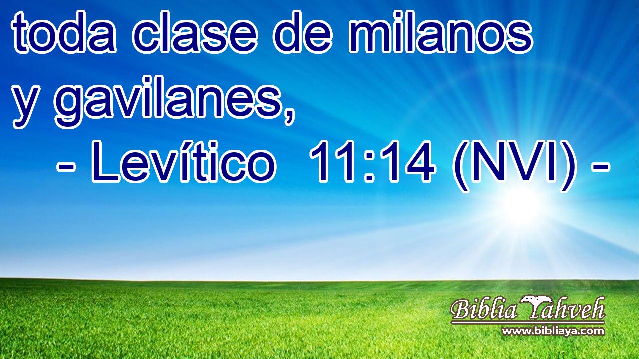  toda clase de milanos y gavilanes, 